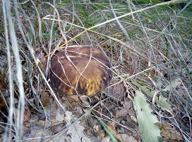 hríb dubový Boletus reticulatus Schaeff.