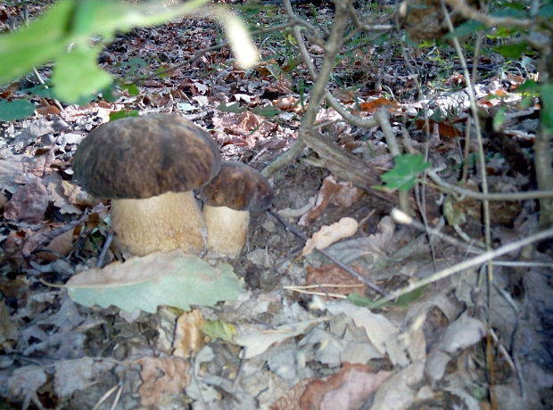 hríb dubový Boletus reticulatus Schaeff.