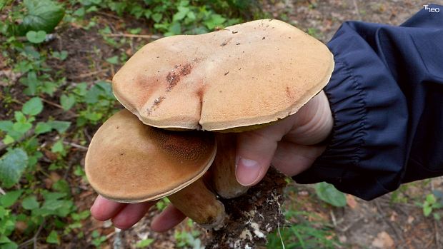 suchohríb plstnatý Boletus subtomentosus L.