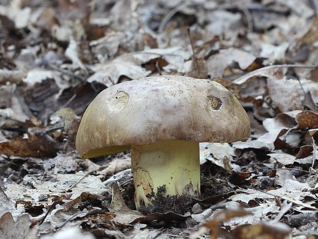 hríb príveskatý Butyriboletus appendiculatus (Schaeff. ex Fr.) Secr.