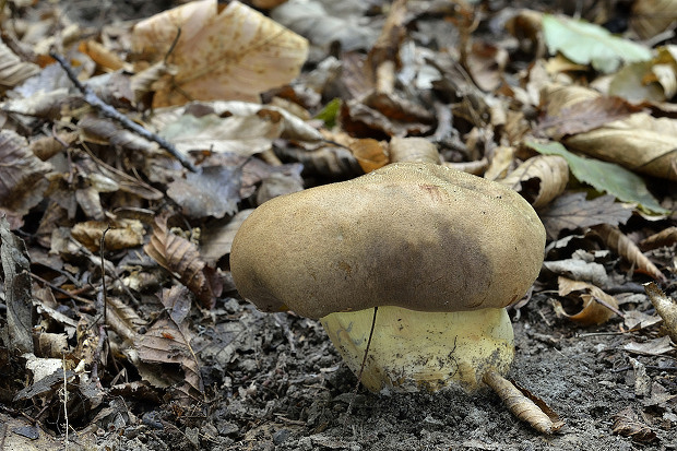 hríb príveskatý Butyriboletus appendiculatus (Schaeff. ex Fr.) Secr.