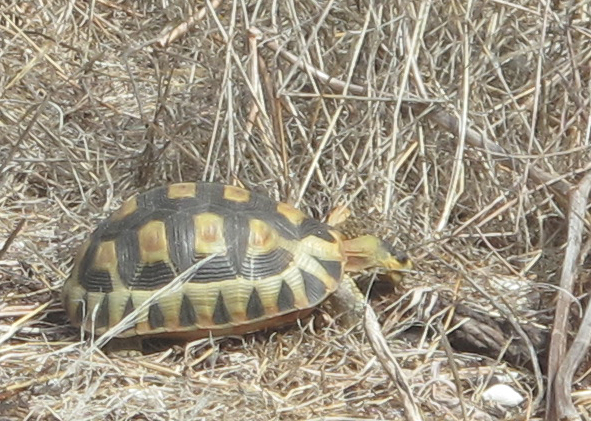 korytnačka ostroprsá Chersina angulata