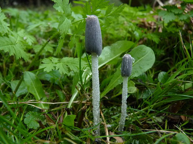 hnojník Coprinellus sp.