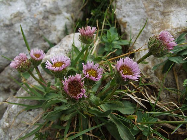 turica alpínska Erigeron alpinus L.