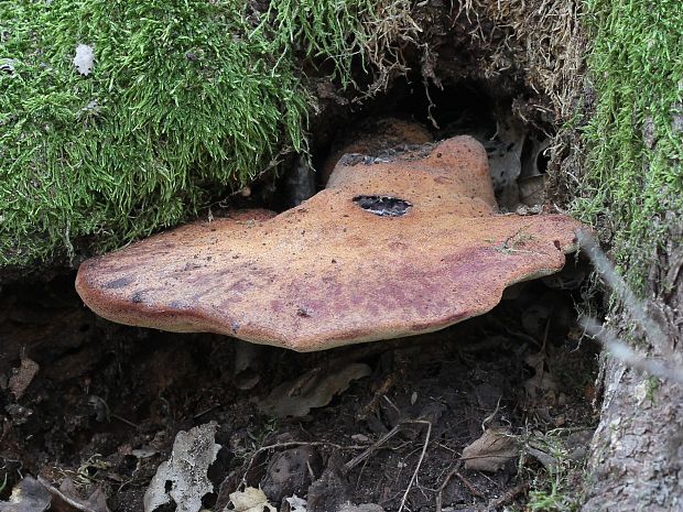 pečeňovec dubový Fistulina hepatica (Schaeff.) With.