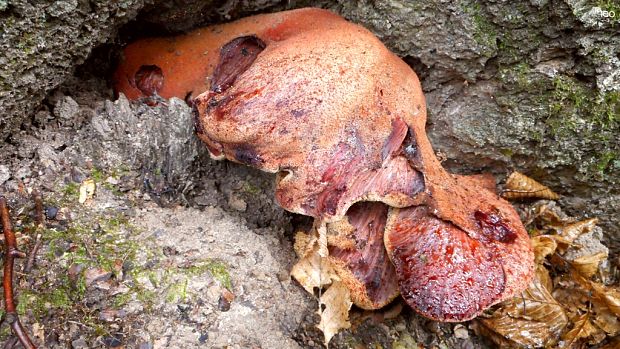 pečeňovec dubový Fistulina hepatica (Schaeff.) With.