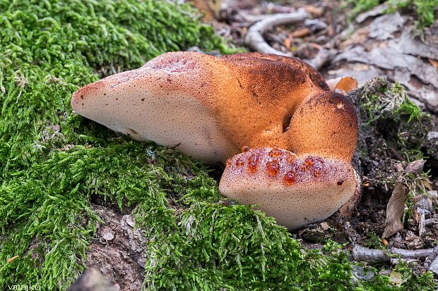 pečeňovec dubový Fistulina hepatica (Schaeff.) With.