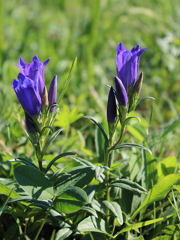 horec pľúcny Gentiana pneumonanthe L.