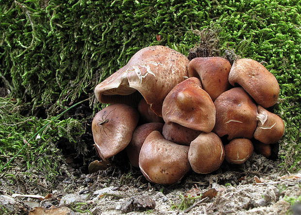 peniazovka vretenovitohlúbiková Gymnopus fusipes (Bull.) Gray