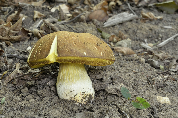 hríb plavý Hemileccinum impolitum (Fr.) Šutara