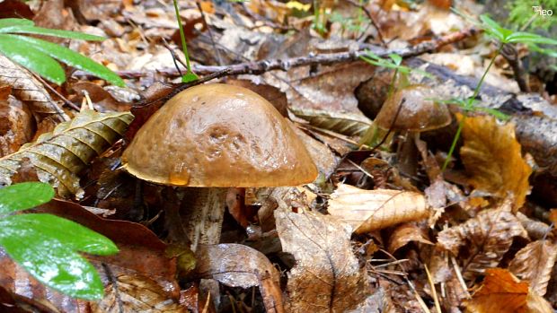 kozák brezový Leccinum scabrum (Bull.) Gray