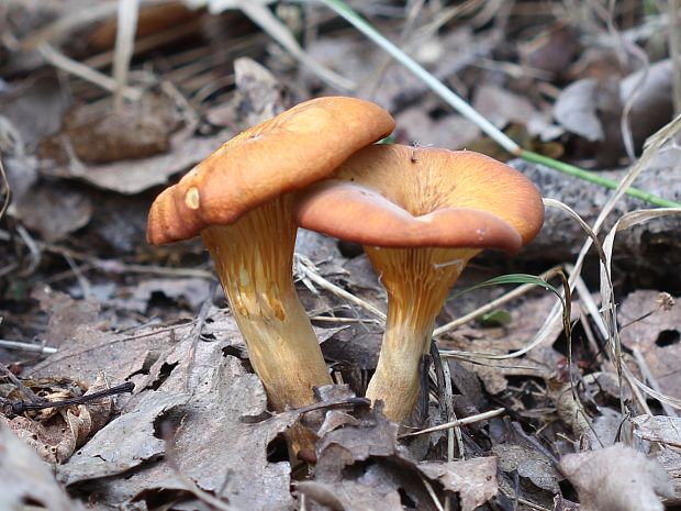 kališník hnedooranžový Omphalotus olearius (DC.) Singer