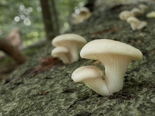 hliva buková Pleurotus pulmonarius (Fr.) Quél.