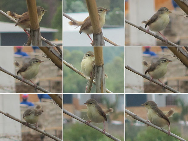 prinia čiernoprsá Prinia flavicans