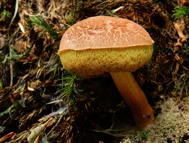 suchohríb marhuľovožltý Rheubarbariboletus armeniacus (Quél.) Vizzini, Simonini & Gelardi