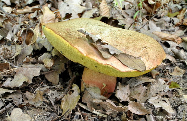 hríb Le Galovej Rubroboletus legaliae (Pilát & Dermek) Della Maggiora & Trassin.