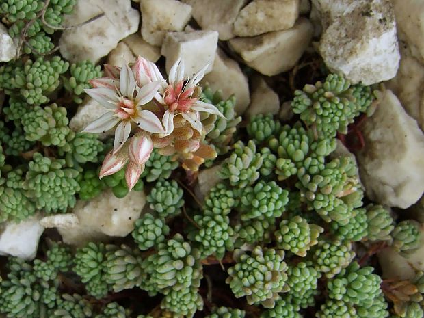 rozchodník španielsky Sedum hispanicum L.