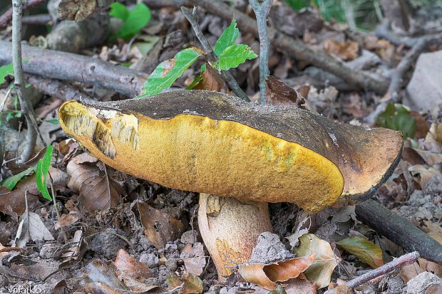 hríb zrnitohlúbikový Sutorius luridiformis (Rostk.) G. Wu & Zhu L. Yang