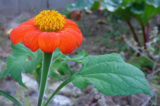 Tithonia rotundifolia