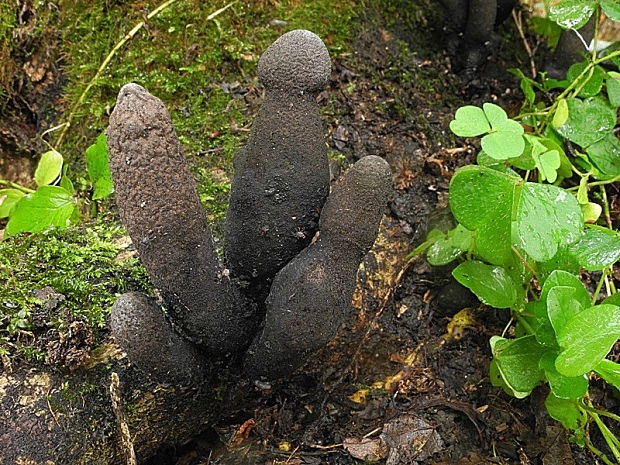 drevnatec kyjakovitý Xylaria polymorpha (Pers.) Grev.