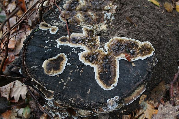 sivopórovka tmavá Bjerkandera adusta (Willd.) P. Karst.