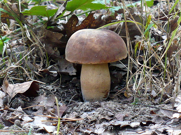 hríb dubový Boletus reticulatus Schaeff.