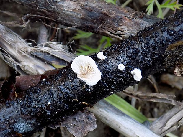 pahliva Crepidotus sp.