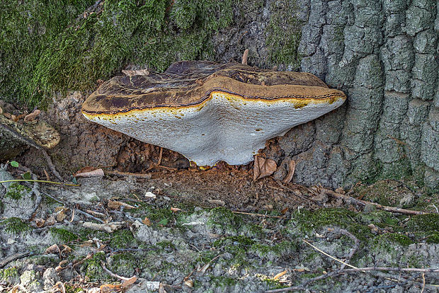 lesklokôrovka živicovitá Ganoderma resinaceum Boud.