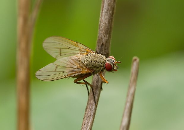 kvetárka Hydrophoria linogrisea