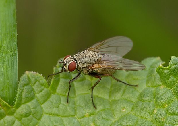 slnivka Phaonia angelicae