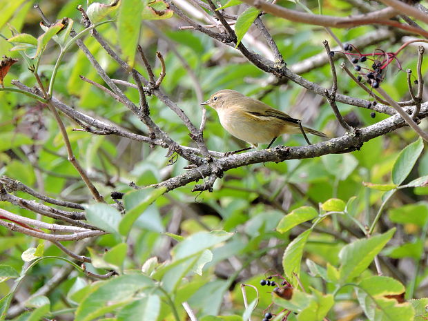 kolibkárik čipčavý Phylloscopus collybita