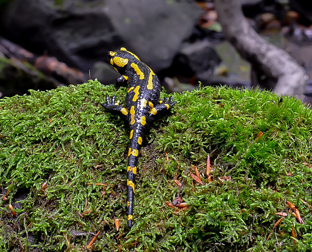 salamandra škvrnitá Salamandra salamandra