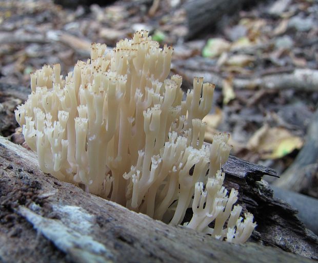 korunovec svietnikovitý Artomyces pyxidatus (Pers.) Jülich