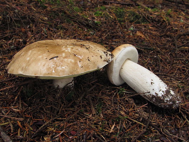 hríb smrekový Boletus edulis Bull.