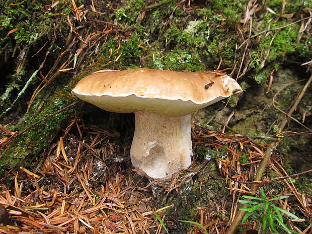 hríb smrekový Boletus edulis Bull.