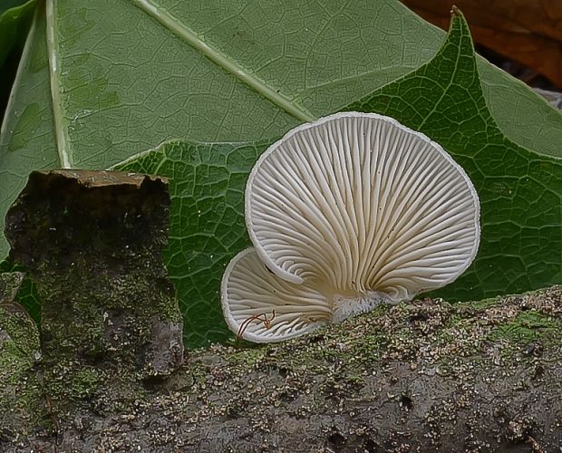 pahliva Crepidotus sp.