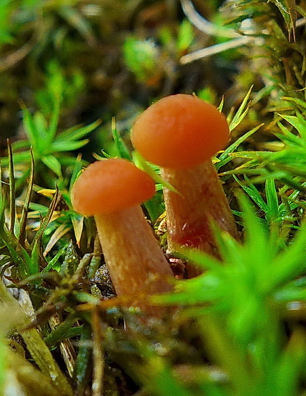 lakovka Laccaria sp.