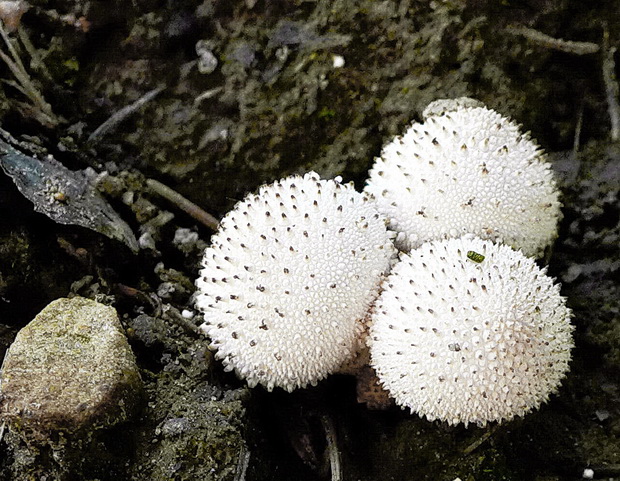 prášnica Lycoperdon sp.