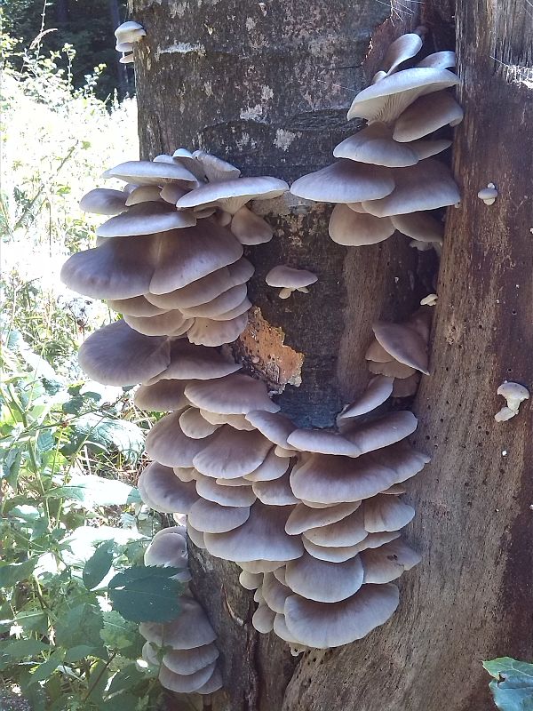 hliva buková Pleurotus pulmonarius (Fr.) Quél.