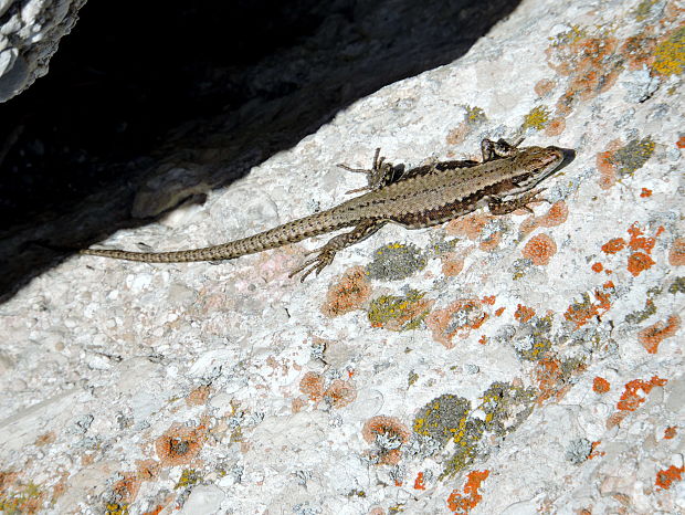 jašterica múrová Podarcis muralis