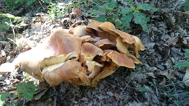 kališník hnedooranžový Omphalotus olearius (DC.) Singer