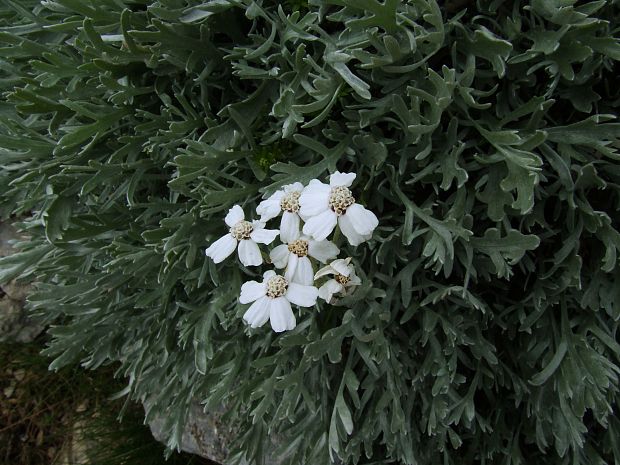 rebríček Achillea clavennae L.