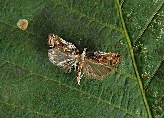 obaľovač lipový   /   obaleč Acleris cristana Denis & Schiffermüller, 1775