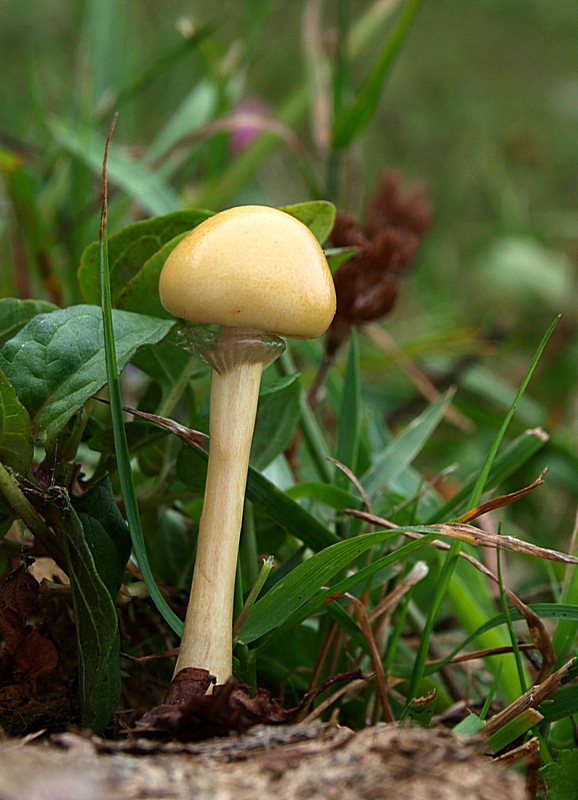 poľnička včasná Agrocybe praecox (Pers.) Fayod