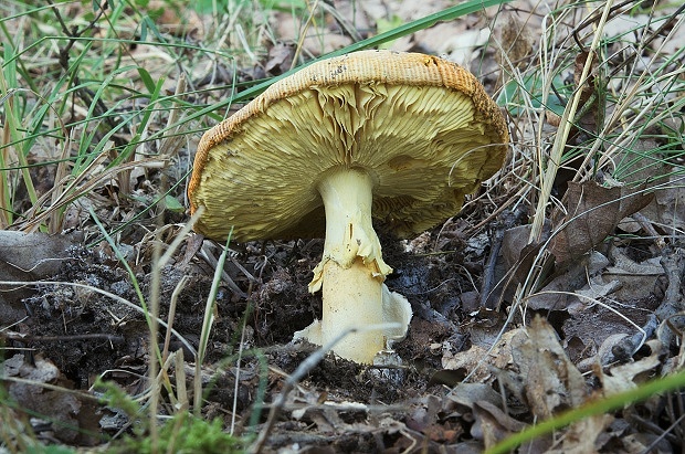 muchotrávka cisárska Amanita caesarea (Scop.) Pers.