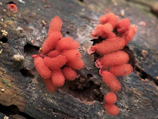 mištička Arcyria sp.