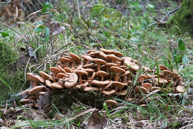 podpňovka bezprsteňová Armillaria socialis (DC.) Fayod