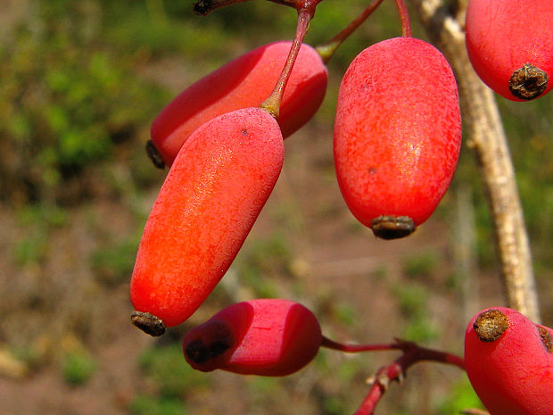 dráč obyčajný Berberis vulgaris L.