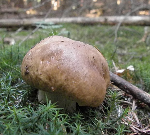 hríb smrekový Boletus edulis Bull.