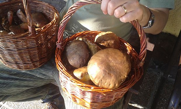 hríb smrekový Boletus edulis Bull.